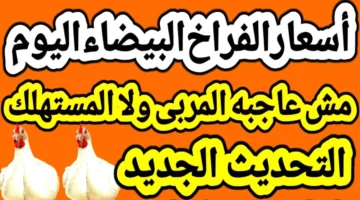 بعد آخر ارتفاع.. بورصة الدواجن اليوم أسعار الفراخ البيضاء الأربعاء 3 ديسمبر 2025 في الأسواق المحلية